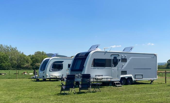 tourer caravans with cows in background